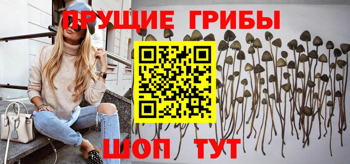 купить наркотики цена  Вход с VPN  Димитровград  Псилоцибиновые грибы MAGIC MUSHROOMS 